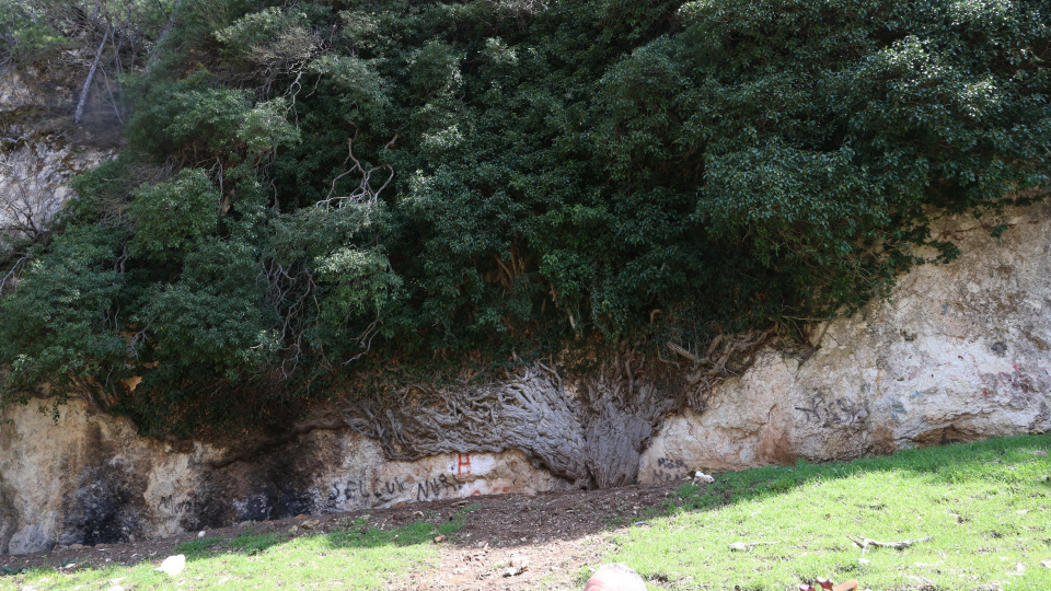Türkiye'nin en yaşlı ikinci canlısı!