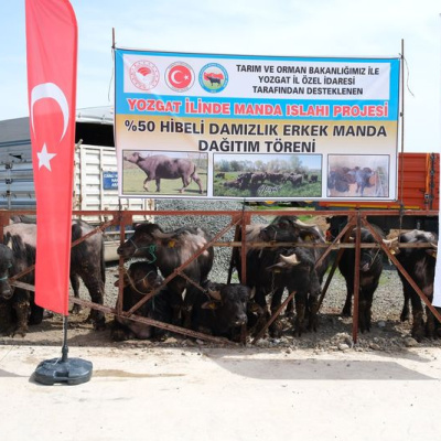 Yozgat'ta besicilere damızlık manda dağıtıldı