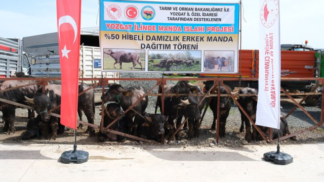 Yozgat'ta besicilere damızlık manda dağıtıldı
