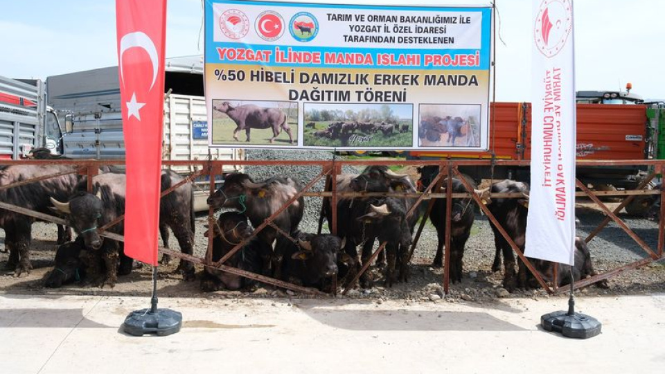 Yozgat'ta besicilere damızlık manda dağıtıldı