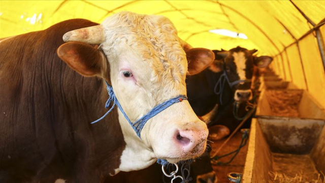 Kurban Bayramı tatili kaç gün sürecek?