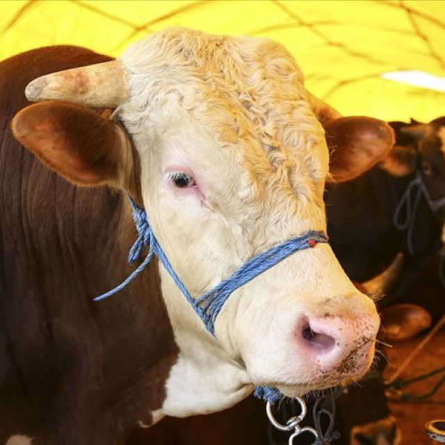 Kurban Bayramı tatili kaç gün sürecek?