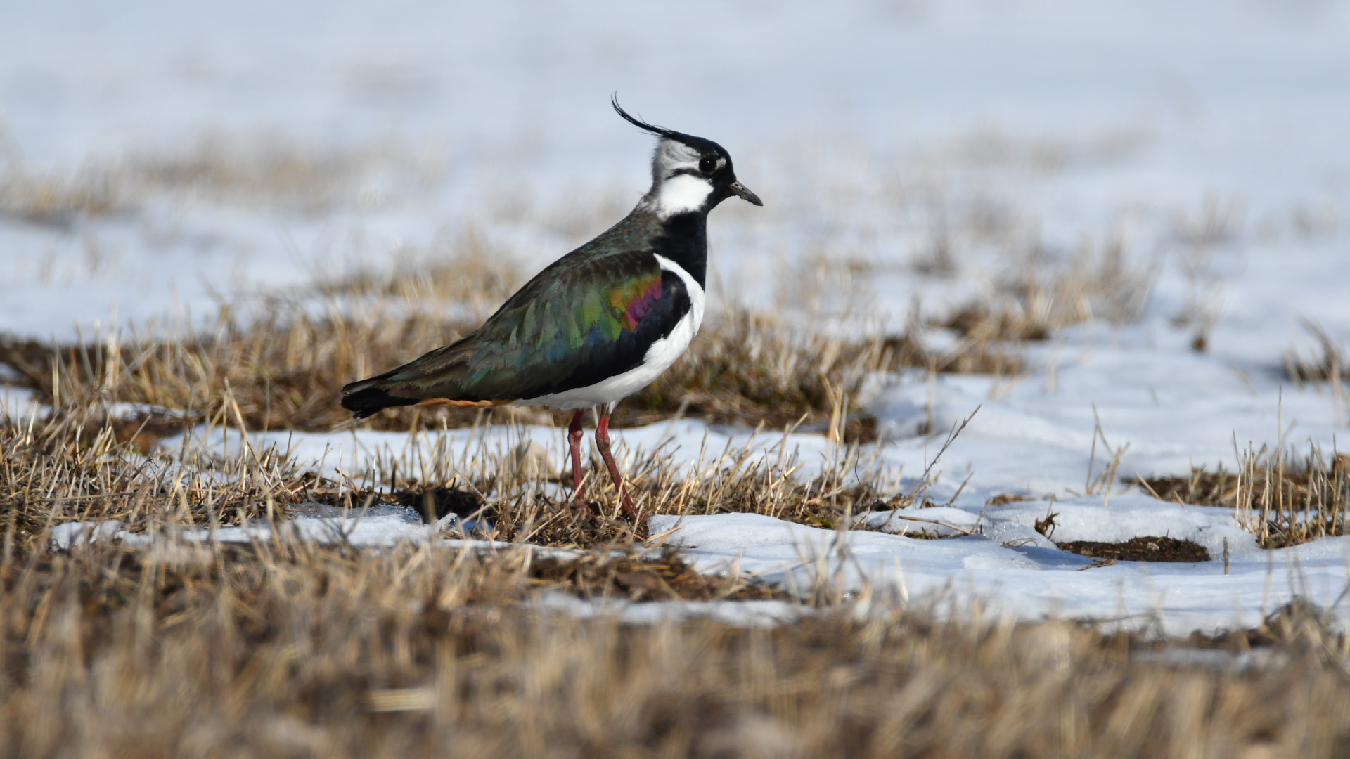 Kars'ta havanın ısınmasıyla canlanan doğa kuşlarla renklendi