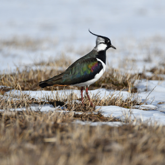 Kars'ta canlanan doğa kuşlarla renklendi