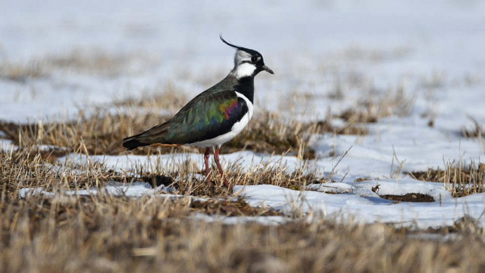 Kars'ta canlanan doğa kuşlarla renklendi