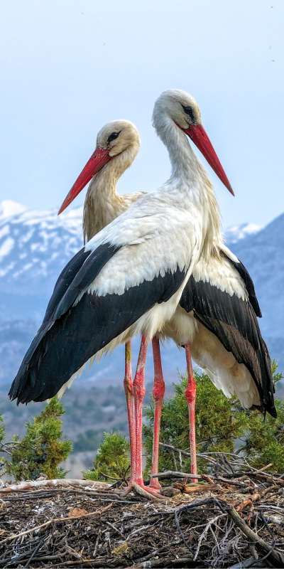Kuluçka döneminde birbirlerine destek oluyorlar