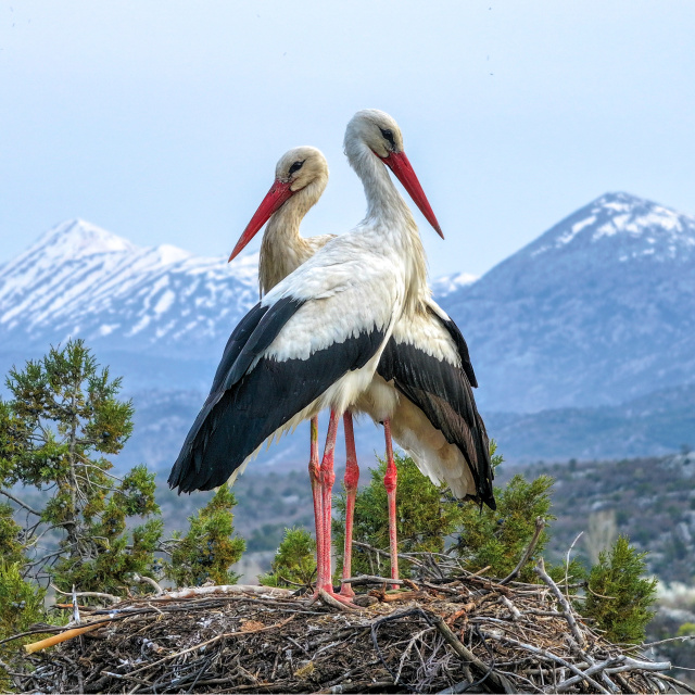 Kuluçka döneminde birbirlerine destek oluyorlar