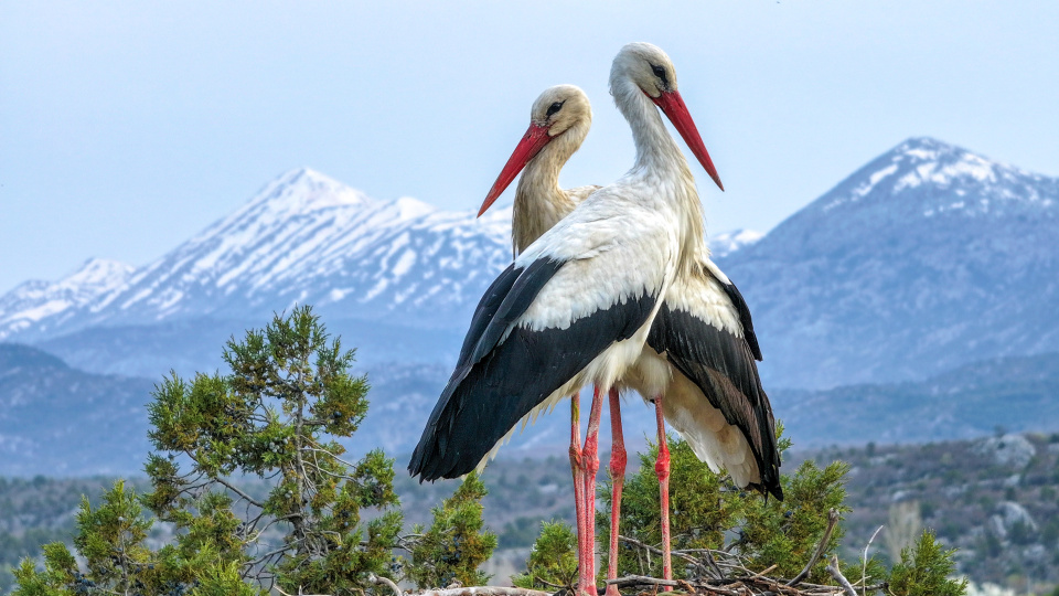 Kuluçka döneminde birbirlerine destek oluyorlar