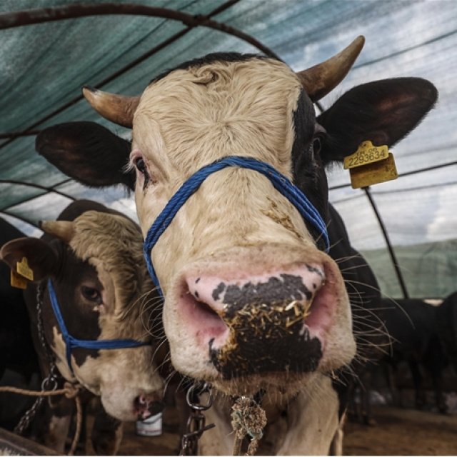 Kurbanlık fiyatları