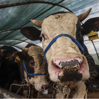 Kurban Bayramı tatili kaç gün olacak?