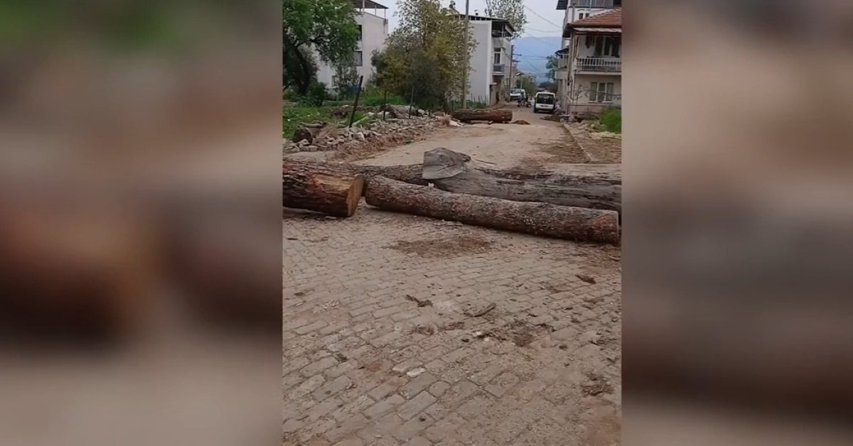 Aydın Karacasu Yaylalı Mahalle Yolu Kapalı Tomruklarla