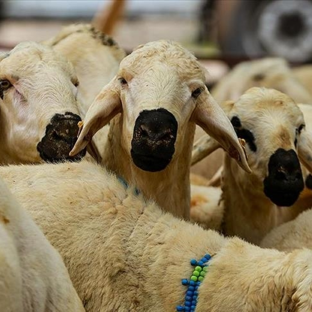 Kurban kesim bedeli ne kadar? 2026 Diyanet vekaletle kurban kesim bedeli açıklandı! İşte vekalet yoluyla kurban kesim ücreti