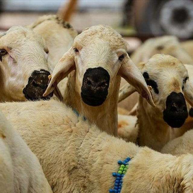 Vekaletle kurban kesim bedeli açıklandı!