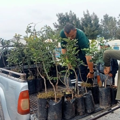 Alanya'da 5 bin keçiboynuzu fidanı dağıtıldı