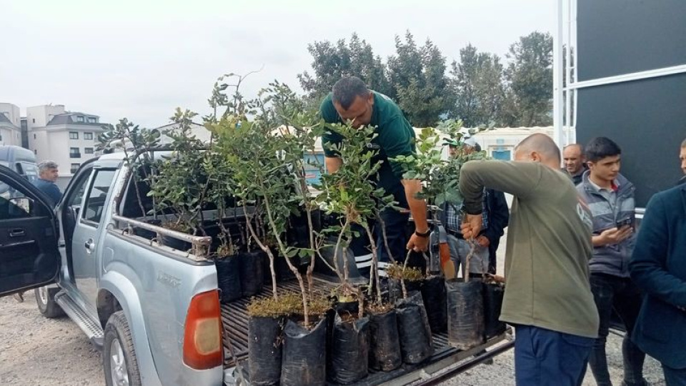 Alanya'da 5 bin keçiboynuzu fidanı dağıtıldı
