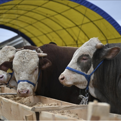 Güncel kurbanlık fiyatları ne kadar?