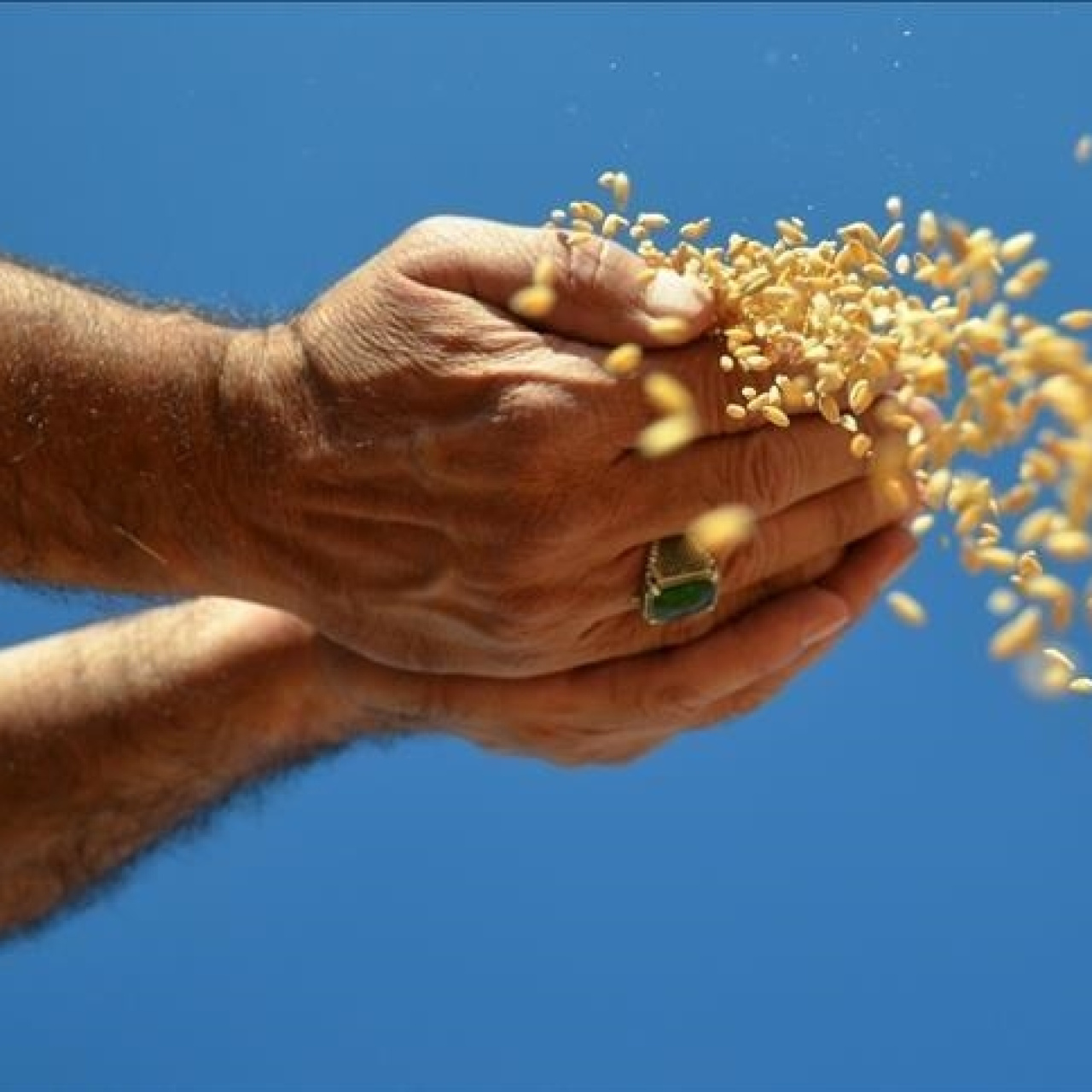 'Gıda krizi kapıda GAP'ı unutma