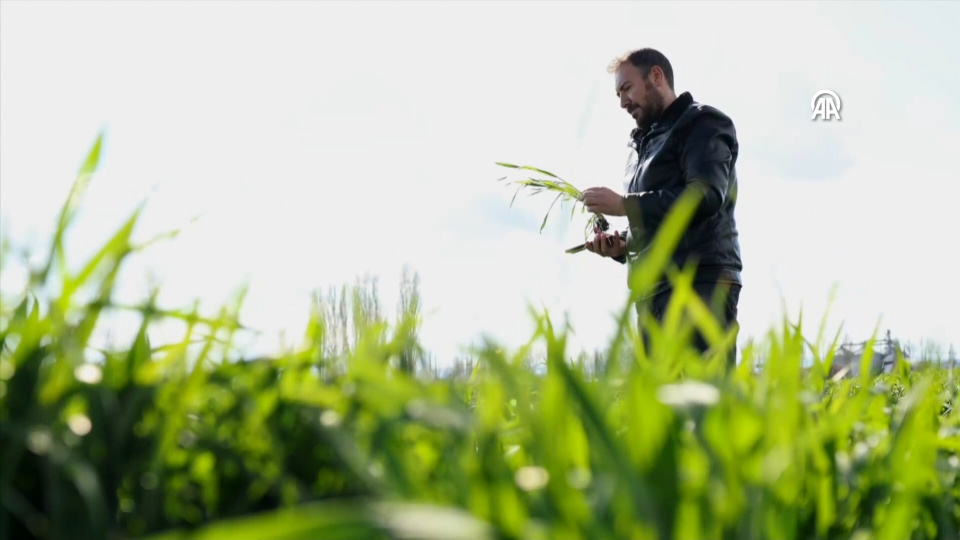 Hastalık ve zararlıları tespit eden yazılım geliştirdi