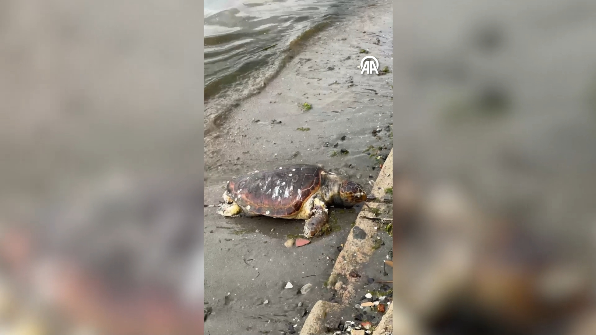 Tekirdağ'da ölü caretta caretta sahile vurdu