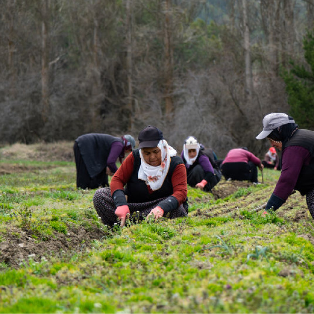 Fidanlar kadınların elinde yeşeriyor