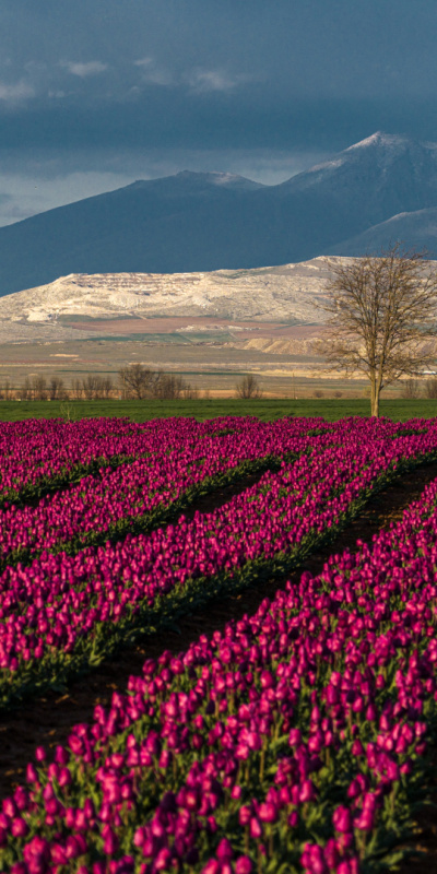 Hollanda değil, burası Karaman