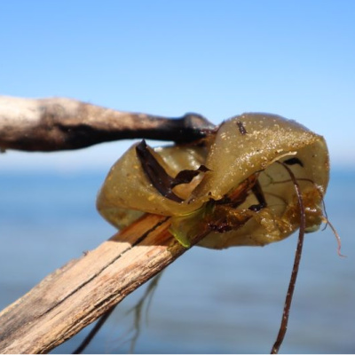 Yalova sahilinde istilacı tür görüldü