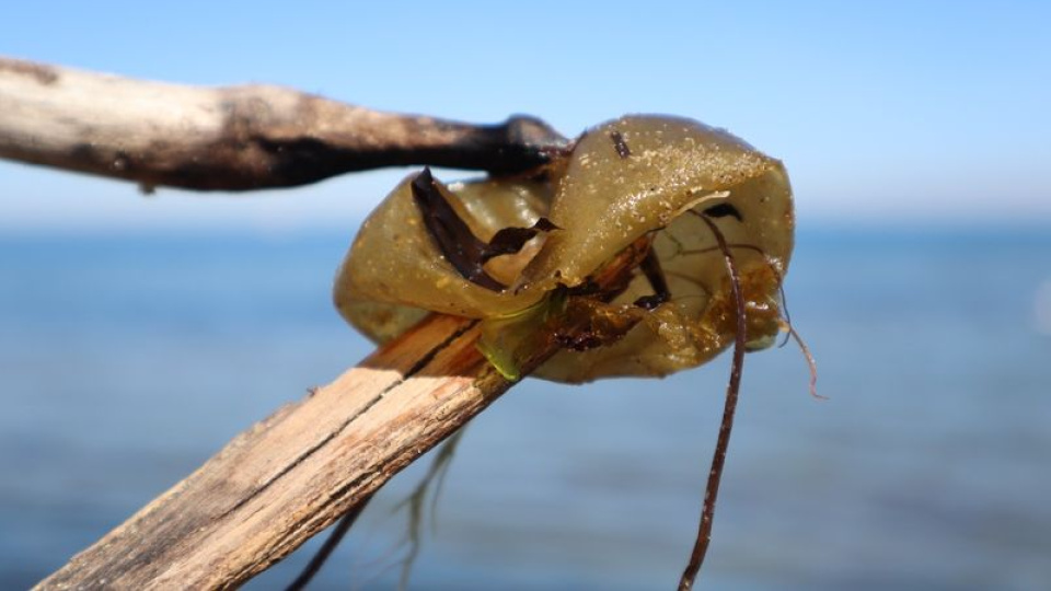 Yalova sahilinde istilacı tür görüldü