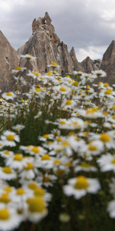 Kapadokya'da peribacaları çiçeklerle buluştu