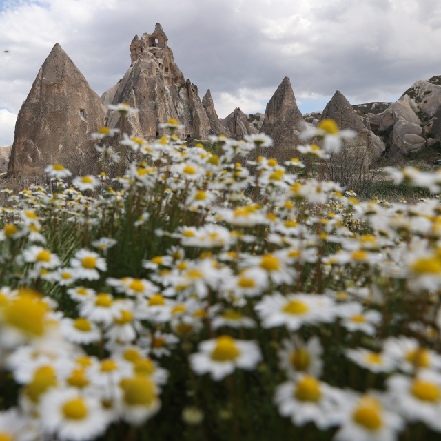 Kapadokya'da peribacaları çiçeklerle buluştu