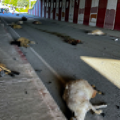 Koyun sürüsüne daldı, 17 hayvan hayatını kaybetti