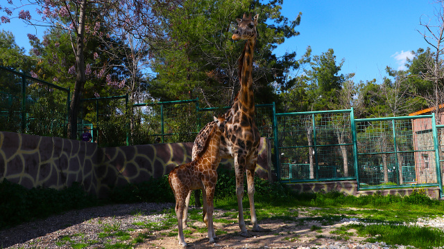 Şakir ile Selvi'nin yavrusu ilk kez ziyaretçilerle buluştu