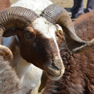 Kurbanlık fiyatları ne kadar?