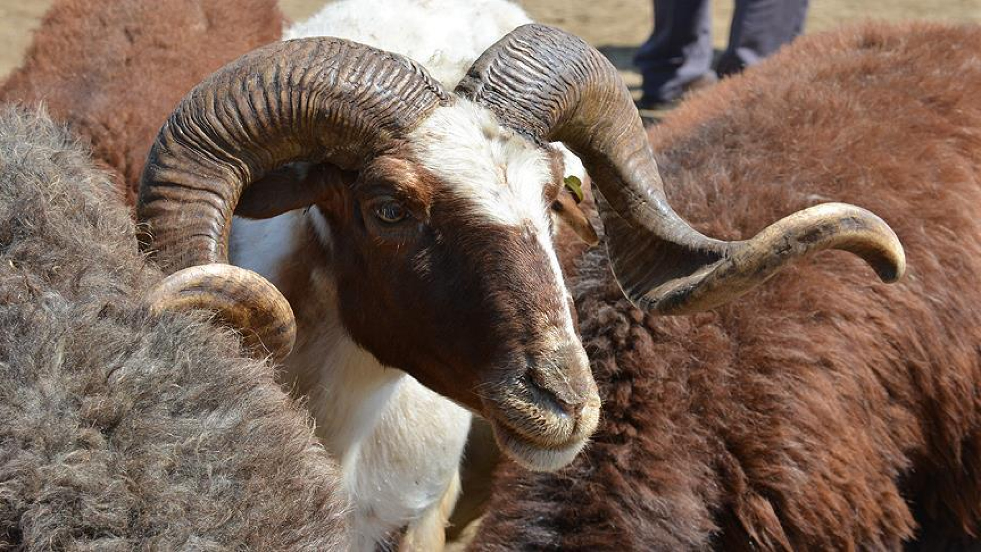 2026 İl İl Kurbanlık Fiyatları: Büyükbaş ve Küçükbaş Canlı Kilo Fiyatları