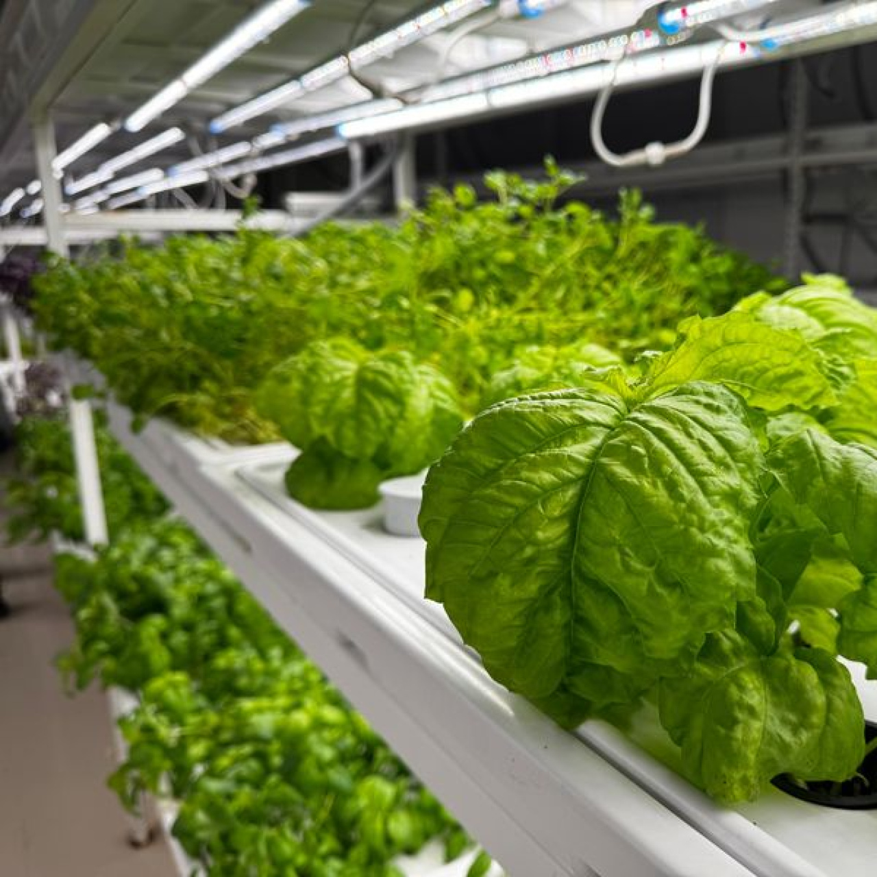 İstanbul'da yerin 30 metre altında tarım