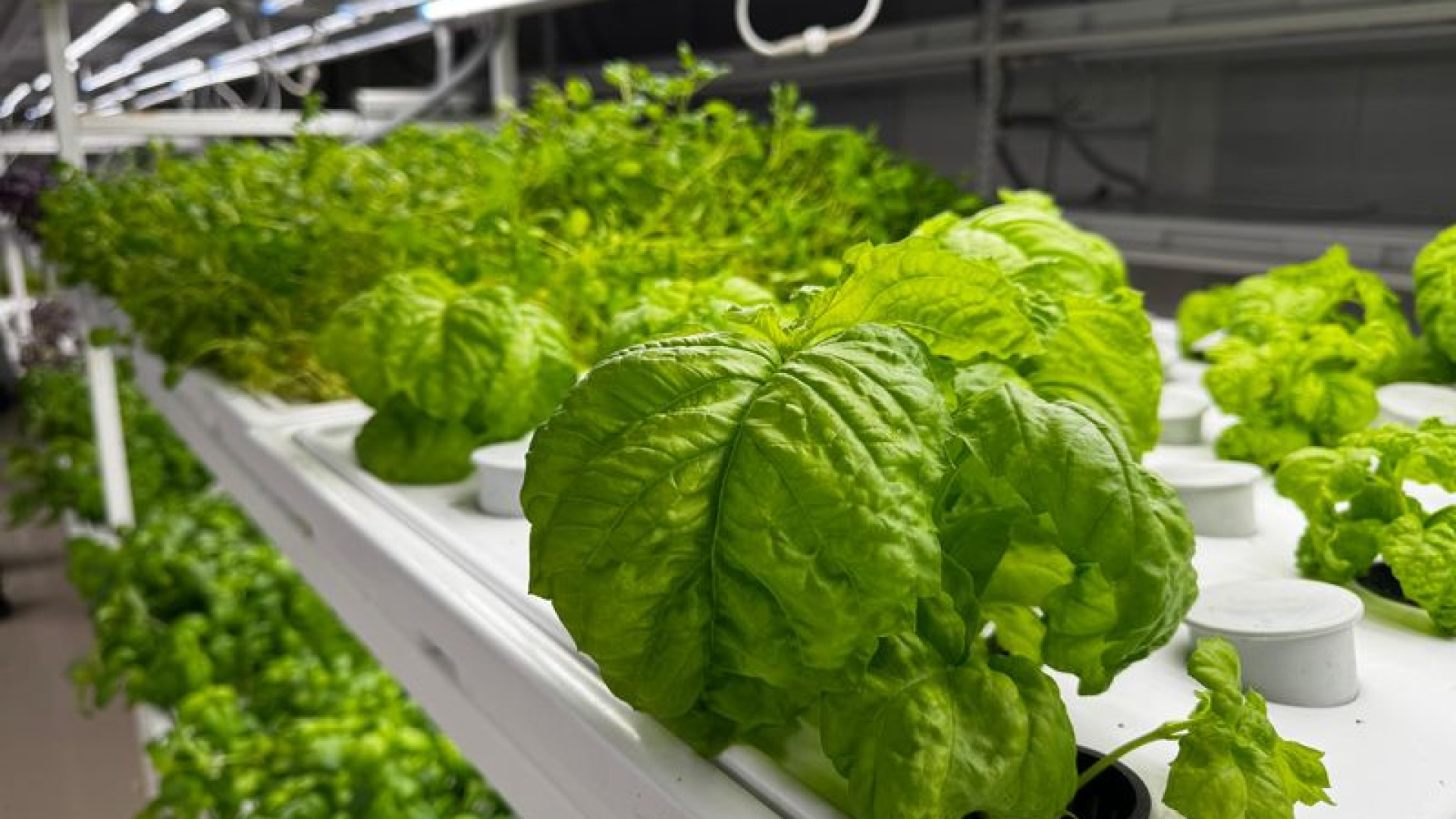 İstanbul'da yerin 30 metre altında tarım | Son dakika haberleri