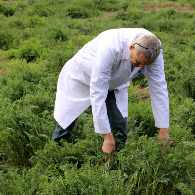 Yerli korunga "NKÜ Efsane" adıyla tescillendi