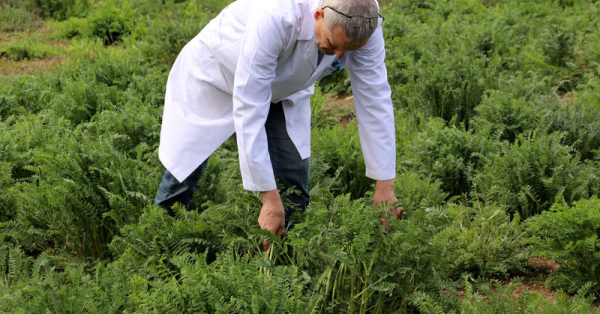 Namık Kemal Üniversitesi korunga tescilli, iklim değişikliğiyle uyumlu
