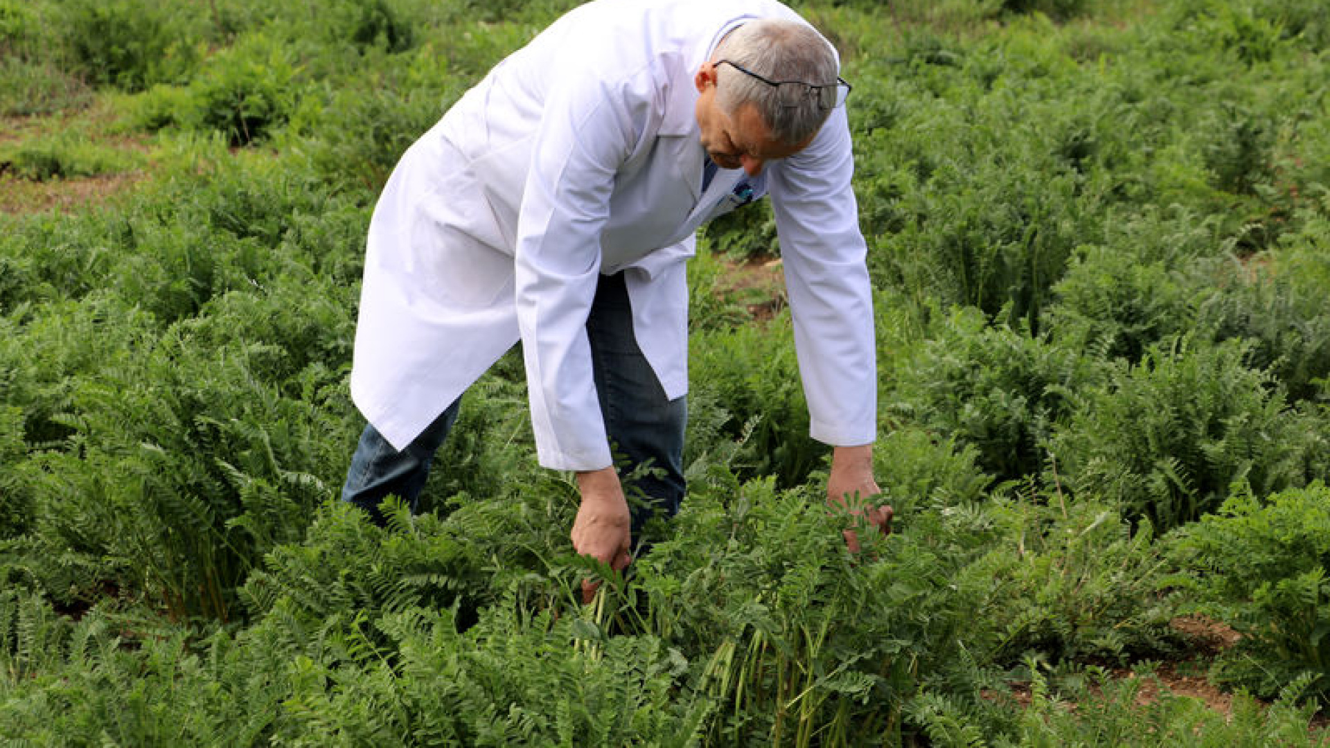 Yerli korunga NKÜ Efsane adıyla tescillendi | Son dakika haberleri