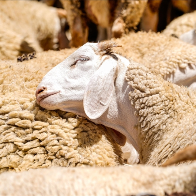 Kurban Bayramı tatili kaç gün sürecek?