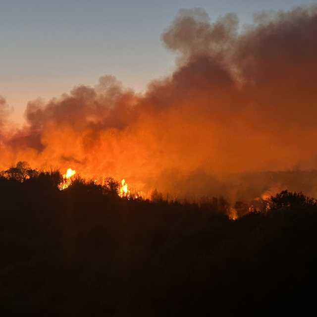 Beykoz'da orman yangını