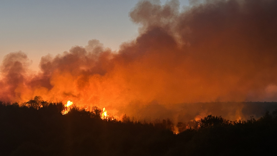 Beykoz'da orman yangını