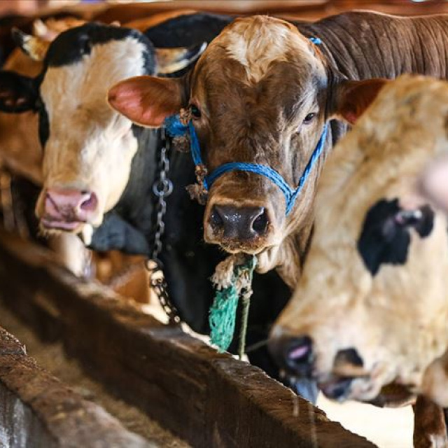 Kurban Bayramı ne zaman?