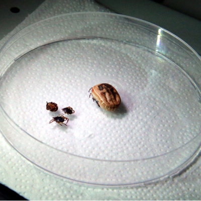 Kene kabusu geri döndü!