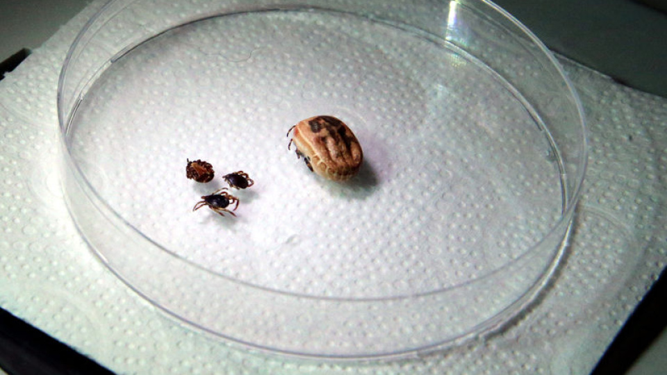 Kene kabusu geri döndü!