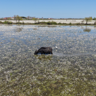 Samsun'da masalsı atmosfer! Bir ay içinde kayboluyor
