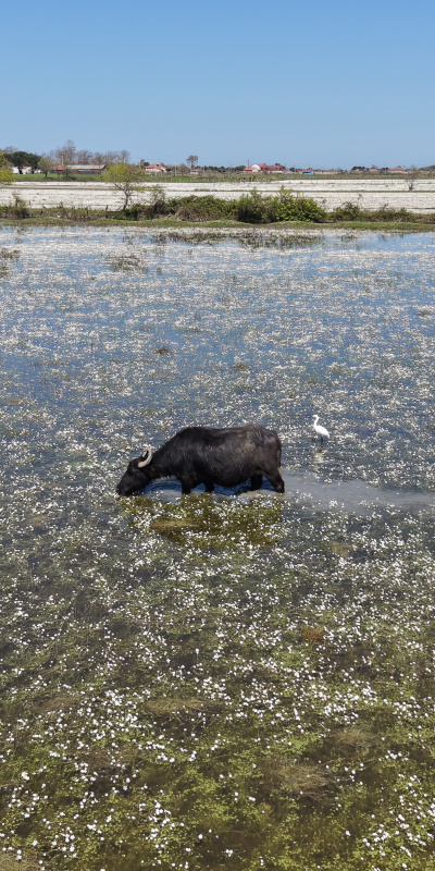 Samsun'da masalsı atmosfer! Bir ay içinde kayboluyor