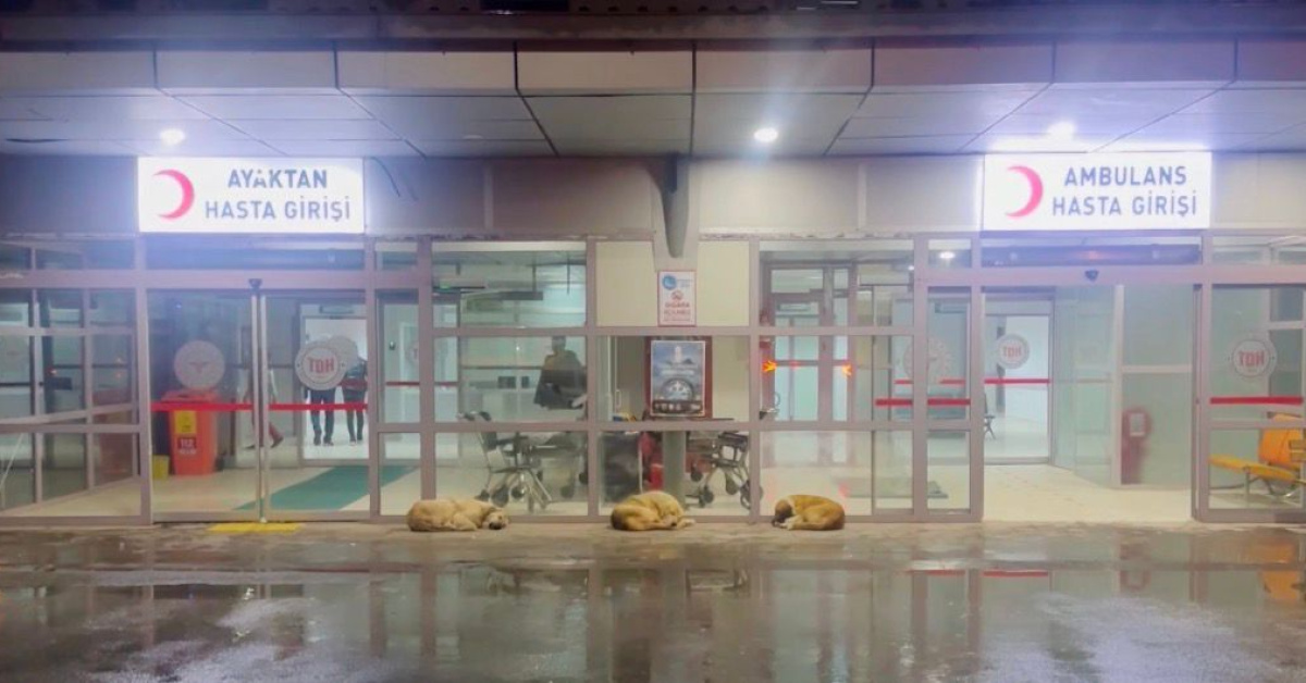 Gülistan Doku Soruşturmasında Adliye Sevk Edildi