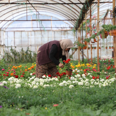 Muğla'da "Üretici Kadınlar Meclisi" kuruluyor