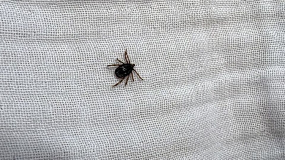 Kene tehlikesi geri döndü: KKKA uyarısı!