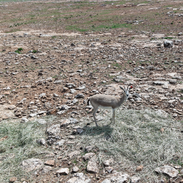 Yapay zeka desteğiyle analiz ediliyor